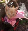 Morgana 