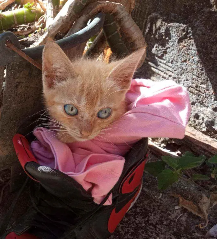 Gato ra a Não sei idade 2 a 6 meses nome Morgana 