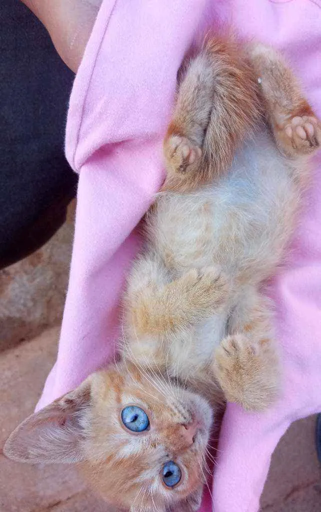 Gato ra a Não sei idade 2 a 6 meses nome Morgana 