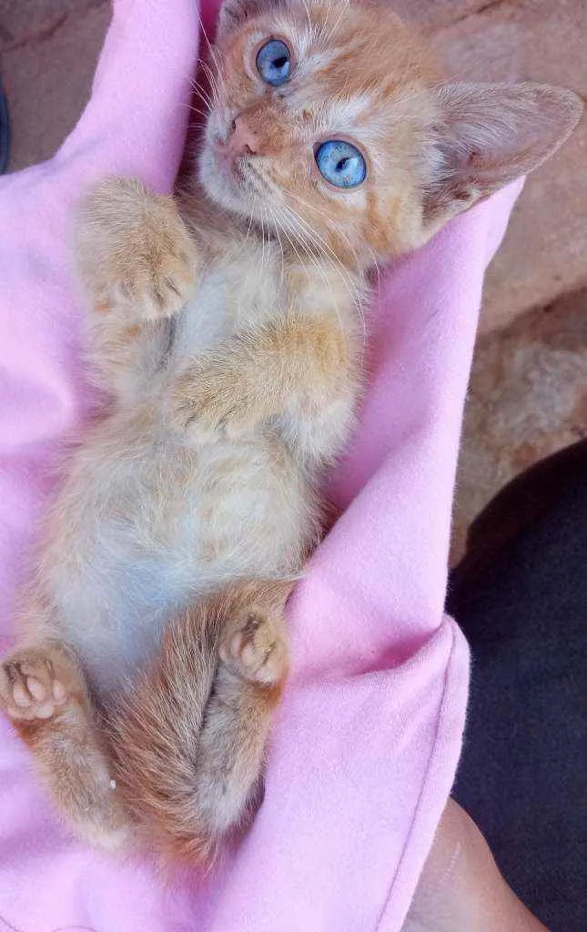 Gato ra a Não sei idade 2 a 6 meses nome Morgana 