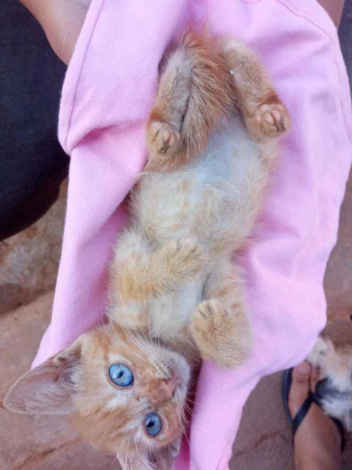 Gato ra a Não sei idade 2 a 6 meses nome Morgana 