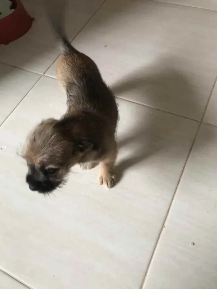 Cachorro ra a Puldo idade 2 a 6 meses nome Não tem nome ainda