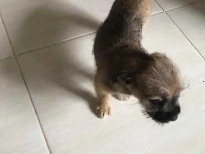 Cachorro ra a Puldo idade 2 a 6 meses nome Não tem nome ainda