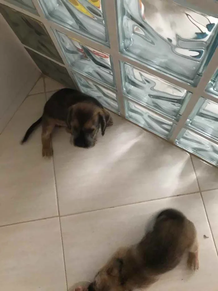 Cachorro ra a Puldo idade 2 a 6 meses nome Não tem nome ainda