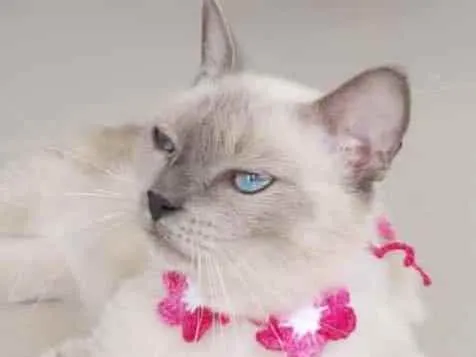 Gato ra a Srd idade 1 ano nome Pérola 