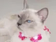 Pérola