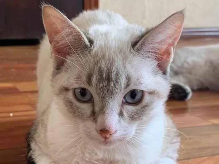 Gato raça Srd idade 2 a 6 meses nome Laura