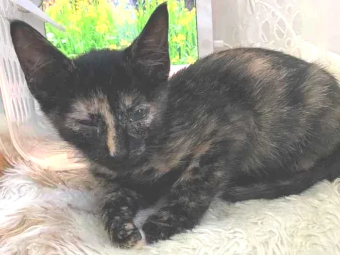 Gato raça Srd idade Abaixo de 2 meses nome Natasha