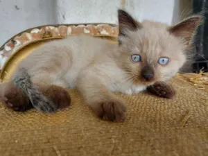 Gato raça Srd idade Abaixo de 2 meses nome Sem nome