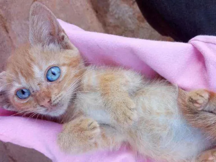Gato ra a Não sei idade 2 a 6 meses nome Morgana 