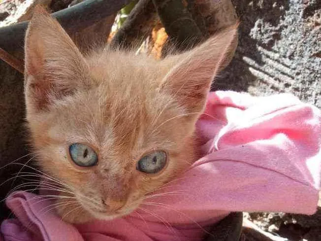 Gato ra a Não sei idade 2 a 6 meses nome Morgana 