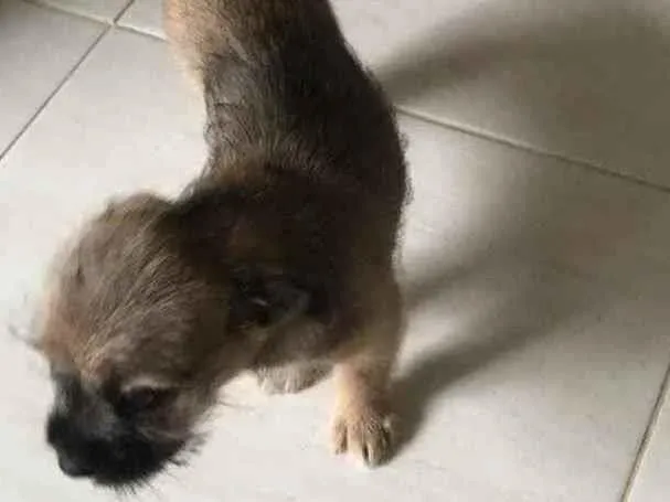 Cachorro ra a Puldo idade 2 a 6 meses nome Não tem nome ainda