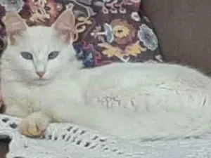 Gato raça Comum idade 3 anos nome Shiva