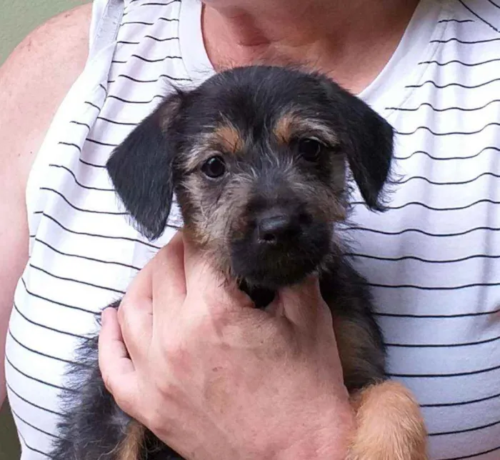 Cachorro ra a srd idade 2 a 6 meses nome Ana