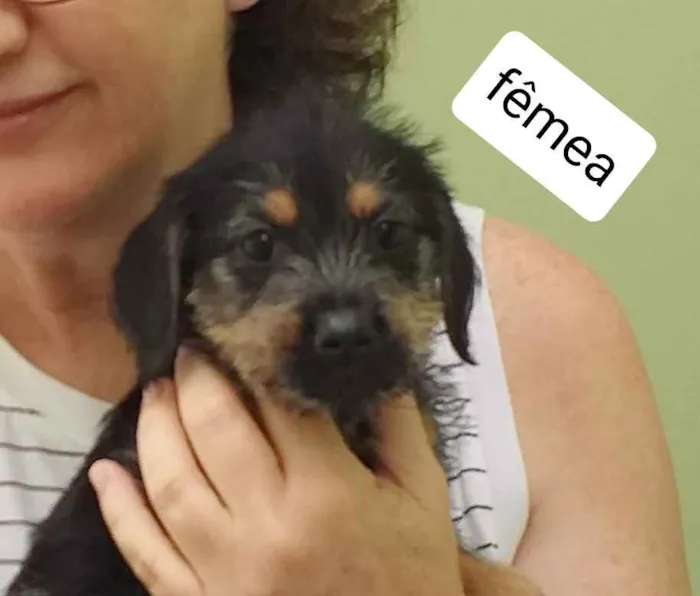 Cachorro ra a srd idade 2 a 6 meses nome Luisa