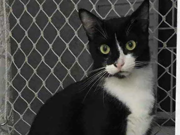 Gato raça Srd idade 1 ano nome Romeu