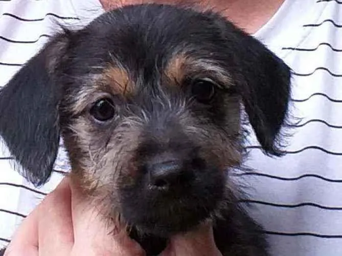 Cachorro ra a srd idade 2 a 6 meses nome Ana