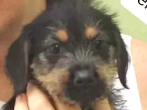 Cachorro raça srd idade 2 a 6 meses nome Luisa