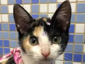 Gato raça Srd idade 2 a 6 meses nome Tequinha