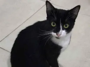 Gato raça Srd idade 1 ano nome Romeu