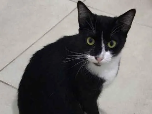 Gato raça Srd idade 1 ano nome Romeu