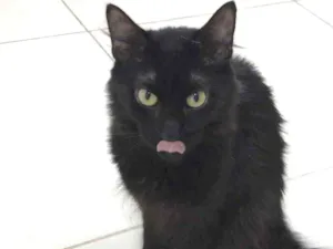 Gato raça Srd idade 1 ano nome Tiaozinho