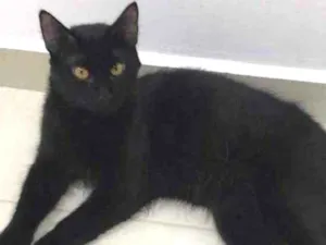 Gato raça Srd idade 1 ano nome Bento