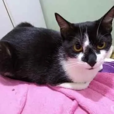 Gato raça Srd  idade 1 ano nome Linguiça linda 