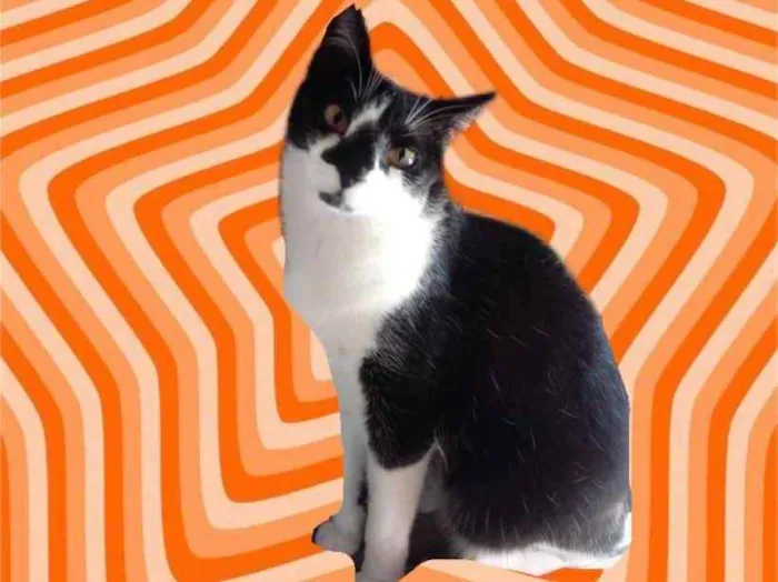 Gato raça Srd  idade 1 ano nome Linguiça linda 