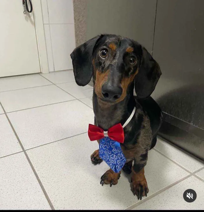 Cachorro ra a DACHSHUND ARLEQUIM idade 1 ano nome JORGE