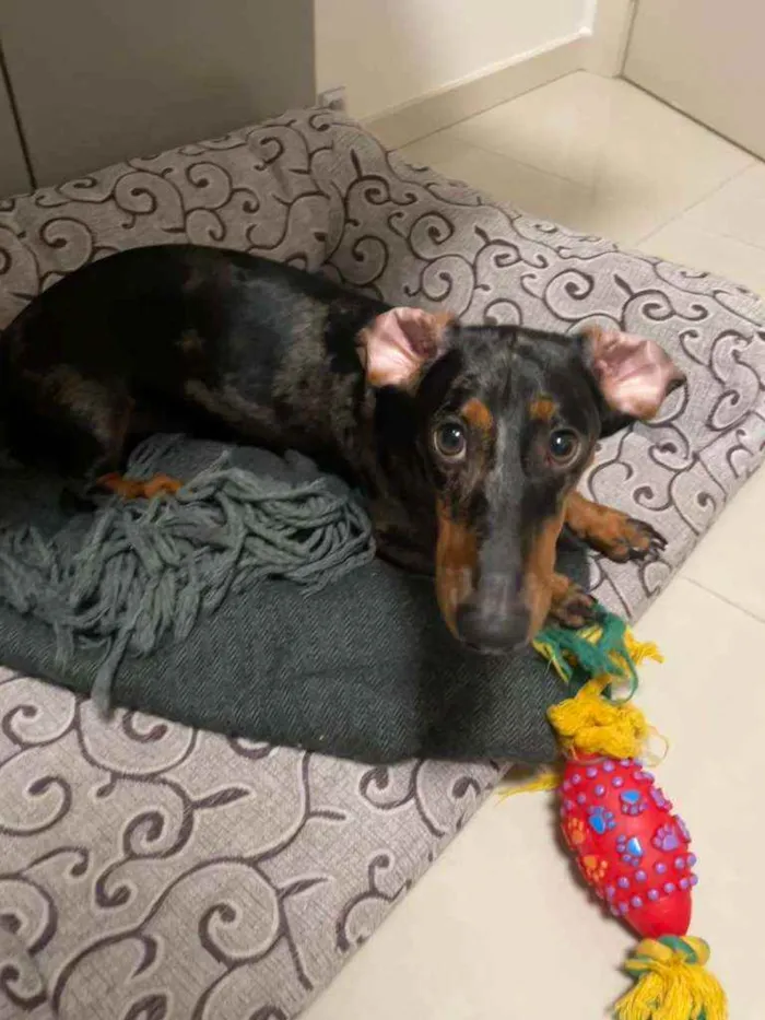 Cachorro ra a DACHSHUND ARLEQUIM idade 1 ano nome JORGE