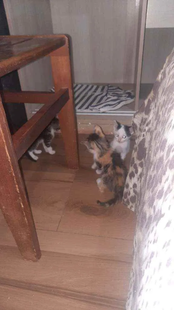 Gato raça Indefinida  idade Abaixo de 2 meses nome Sem nomes 