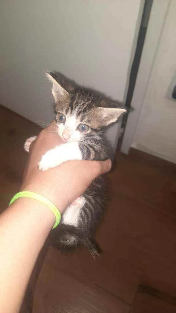 Gato raça Indefinida  idade Abaixo de 2 meses nome Sem nomes 