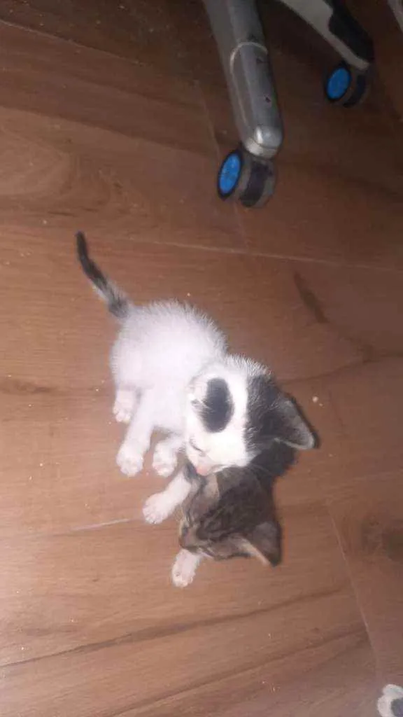 Gato raça Indefinida  idade Abaixo de 2 meses nome Sem nomes 