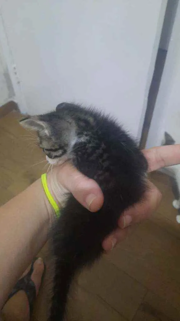 Gato raça Indefinida  idade Abaixo de 2 meses nome Sem nomes 