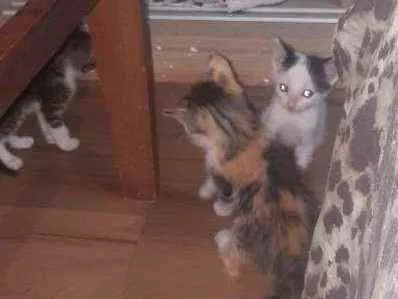 Gato raça Indefinida  idade Abaixo de 2 meses nome Sem nomes 