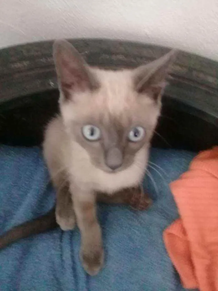 Gato raça  idade Abaixo de 2 meses nome Ramon Dino 