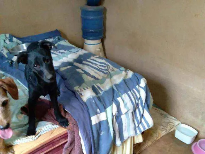 Cachorro ra a Desconhecida idade 2 a 6 meses nome Pantera