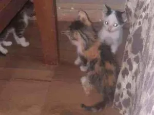 Gato raça Indefinida  idade Abaixo de 2 meses nome Sem nomes 