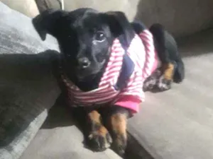 Cachorro raça Indefinida idade 2 a 6 meses nome Jade