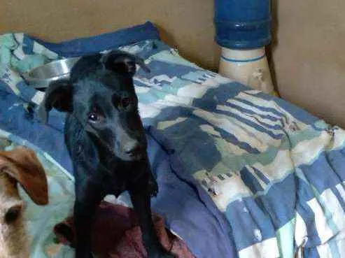 Cachorro ra a Desconhecida idade 2 a 6 meses nome Pantera