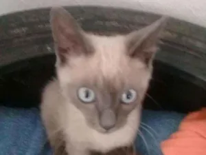 Gato raça  idade Abaixo de 2 meses nome Ramon Dino 