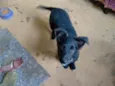 4 filhotes achei na