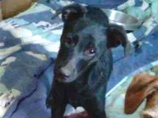 Cachorro ra a Desconhecida idade 2 a 6 meses nome Pantera