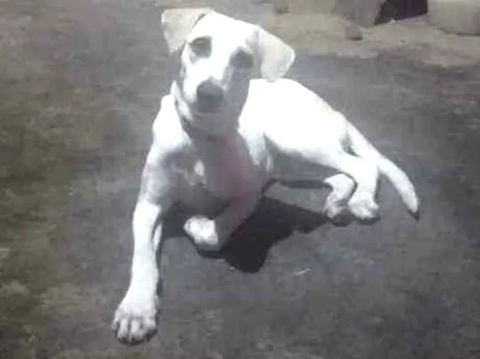 Cachorro raça Srd idade 7 a 11 meses nome Patrick