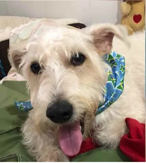 Cachorro ra a Mix  Fox Terrier pelo Duro idade 1 ano nome Denis