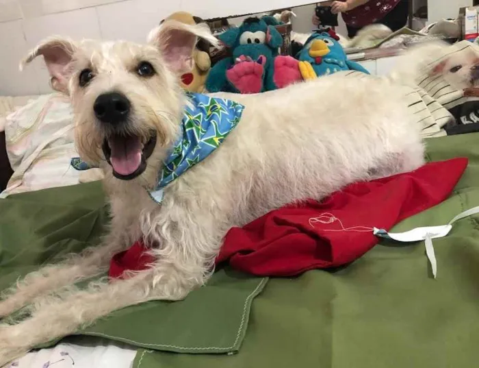 Cachorro ra a Mix  Fox Terrier pelo Duro idade 1 ano nome Denis