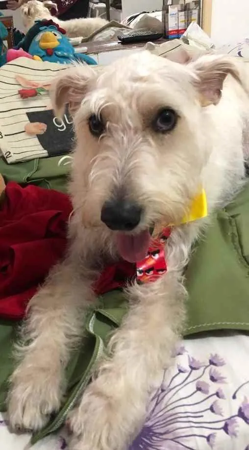 Cachorro ra a Mix  Fox Terrier pelo Duro idade 1 ano nome Denis