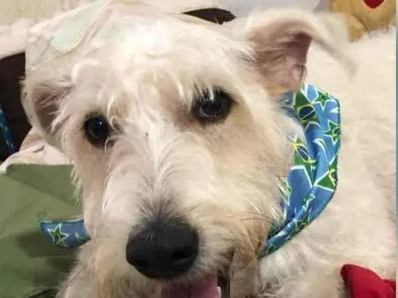Cachorro ra a Mix  Fox Terrier pelo Duro idade 1 ano nome Denis