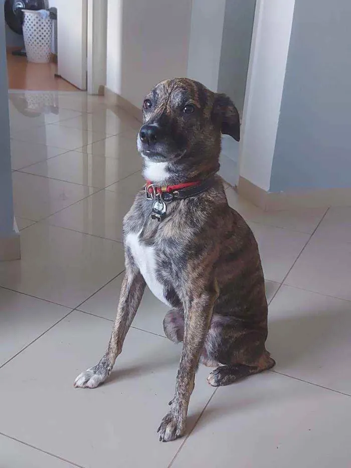 Cachorro ra a SRD idade 6 ou mais anos nome Kibe